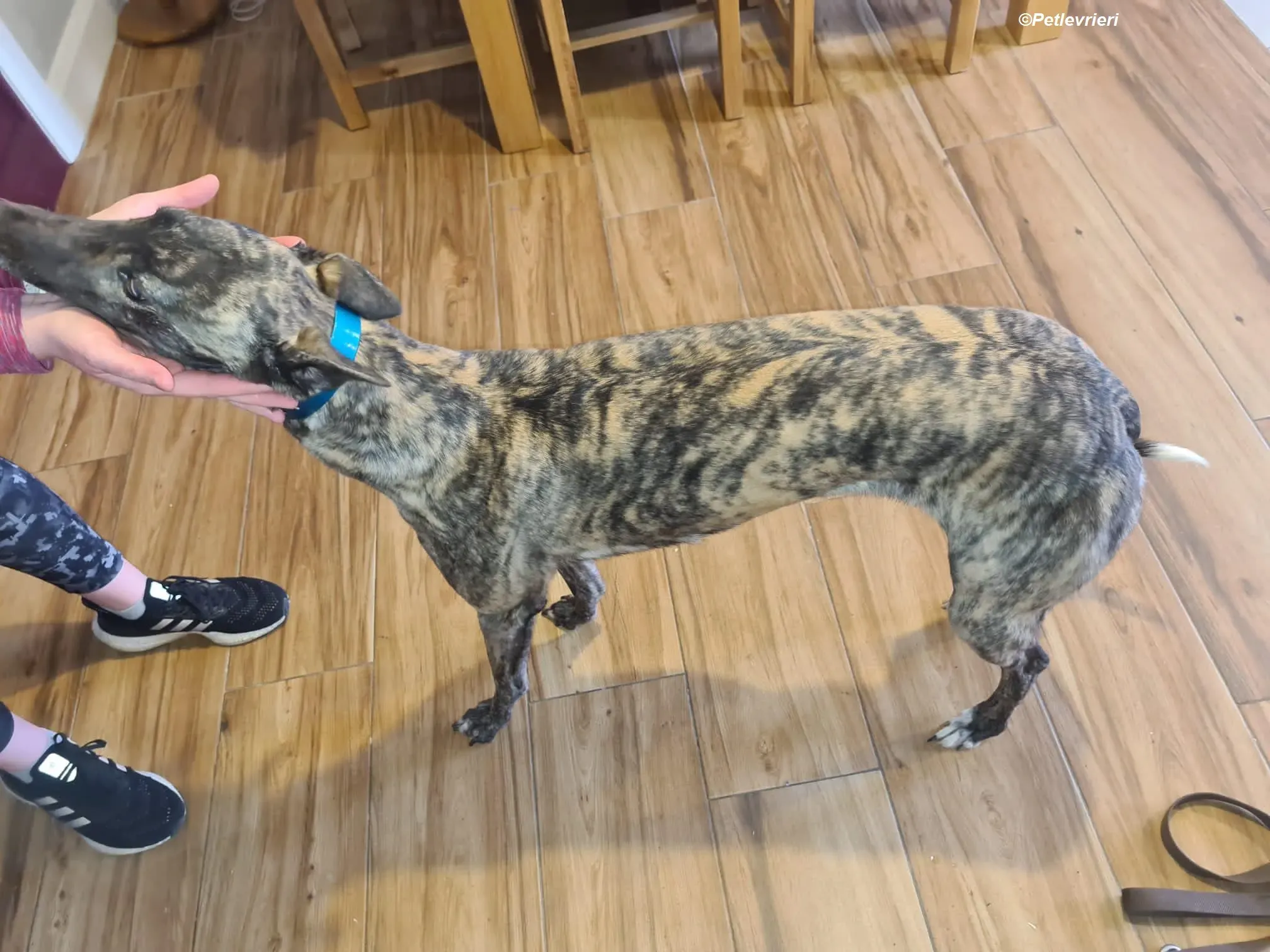 Molly adozione levrieri greyhound 7