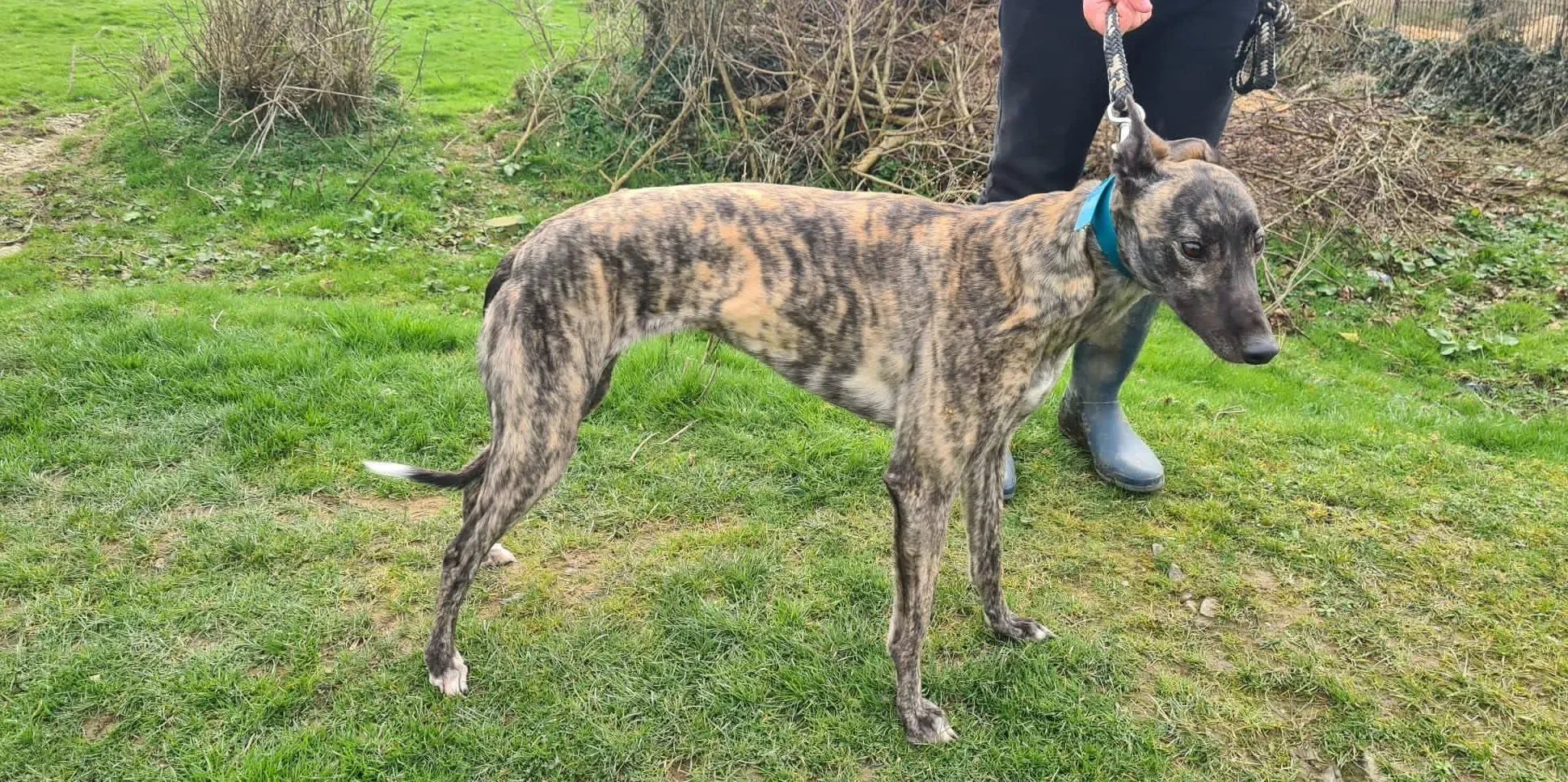 Molly adozione levrieri greyhound 8 e1680797636421