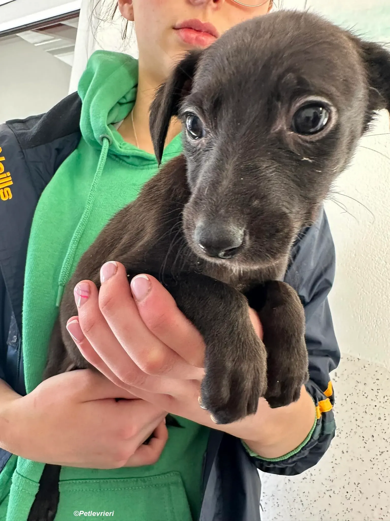 Molly2 adozione levrieri greyhound 1 Copia