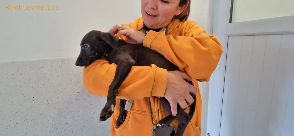 Molly2 adozione levrieri greyhound 10