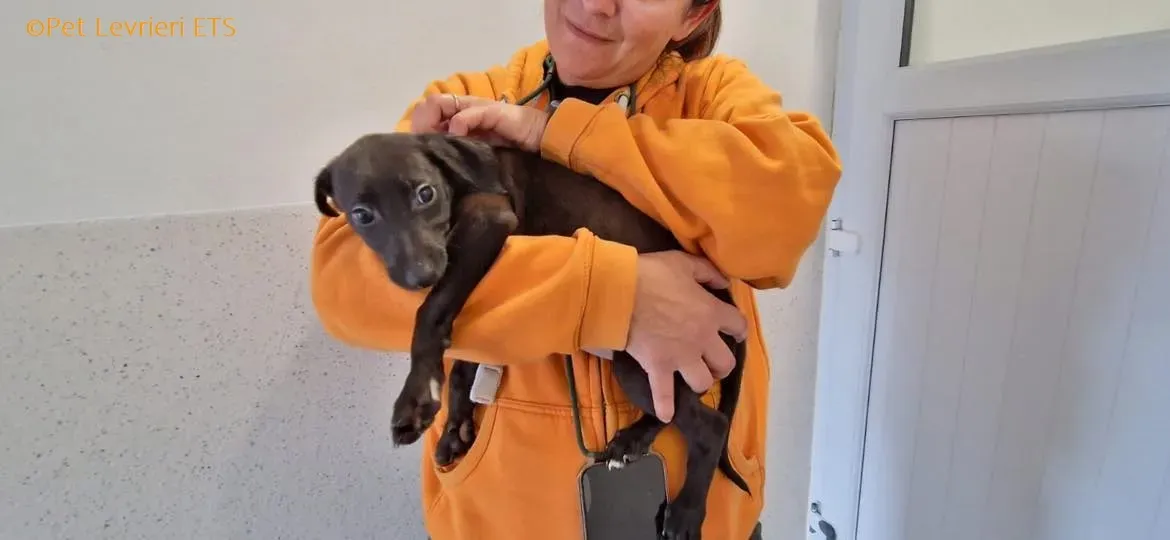 Molly2 adozione levrieri greyhound 11