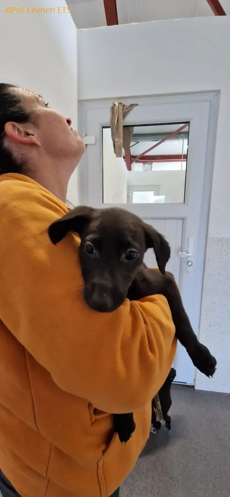 Molly2 adozione levrieri greyhound 12