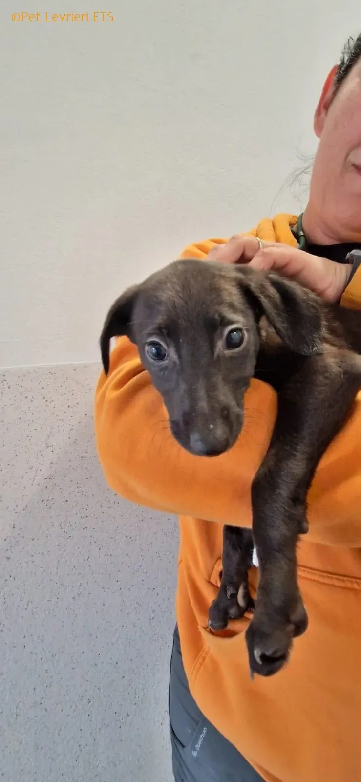 Molly2 adozione levrieri greyhound 13