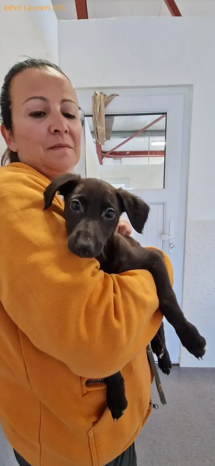 Molly2 adozione levrieri greyhound 14