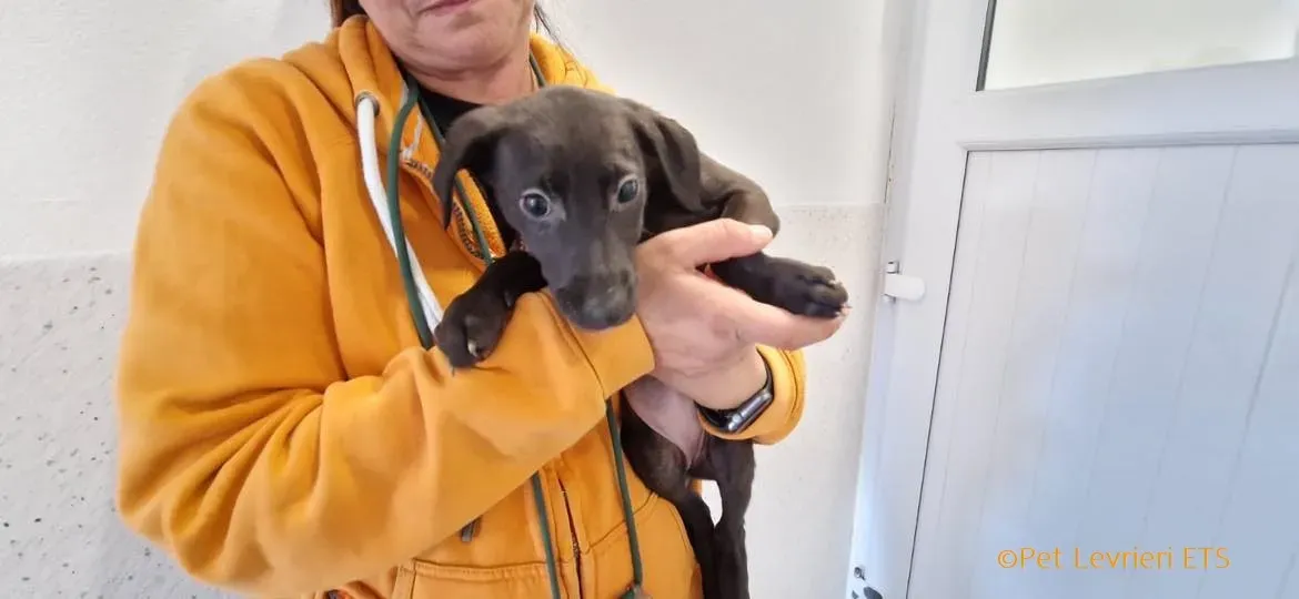 Molly2 adozione levrieri greyhound 15