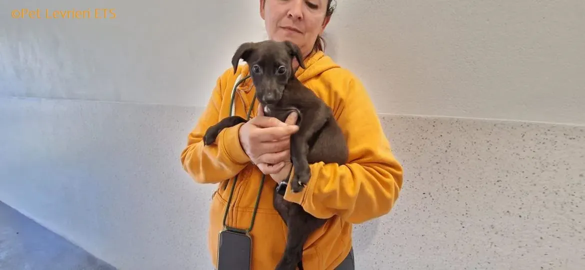 Molly2 adozione levrieri greyhound 16