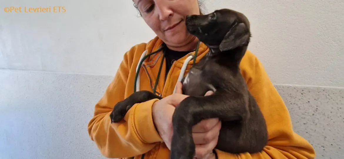 Molly2 adozione levrieri greyhound 17