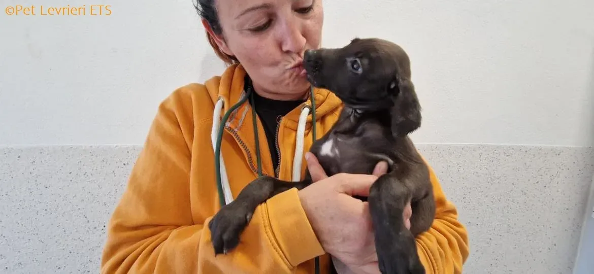 Molly2 adozione levrieri greyhound 18