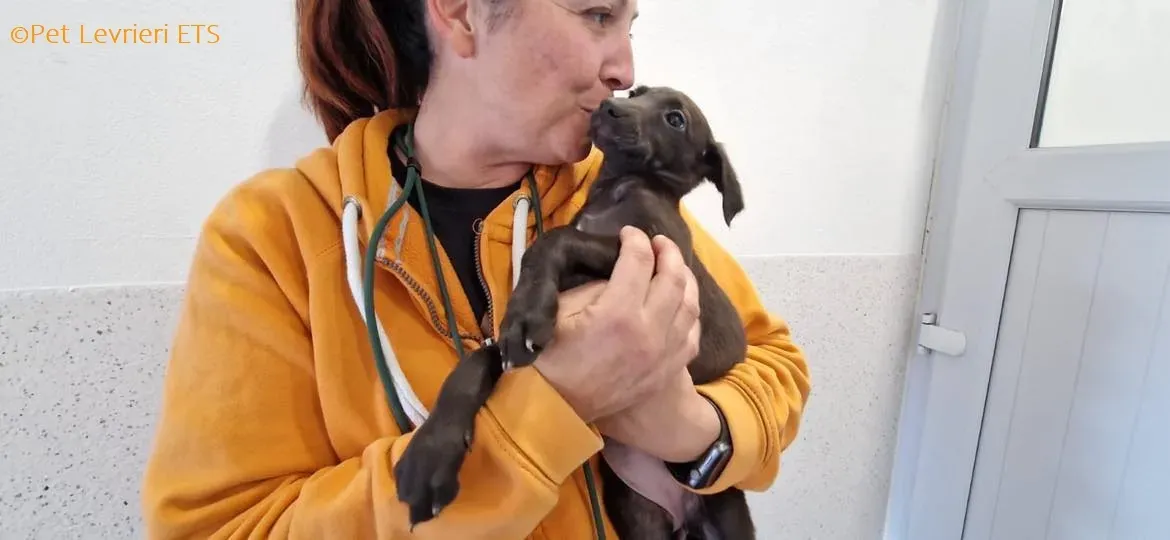 Molly2 adozione levrieri greyhound 19