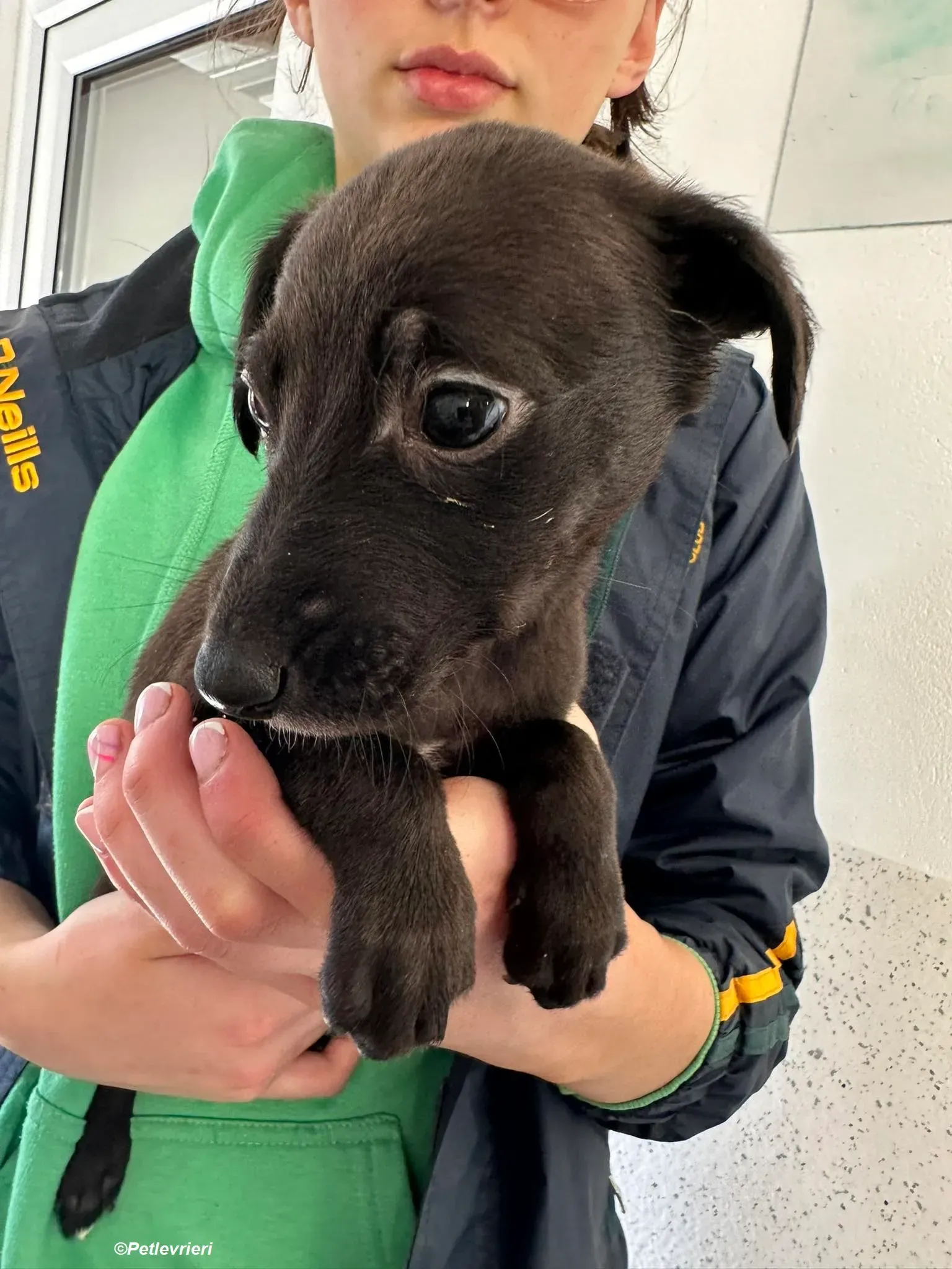 Molly2 adozione levrieri greyhound 2 Copia