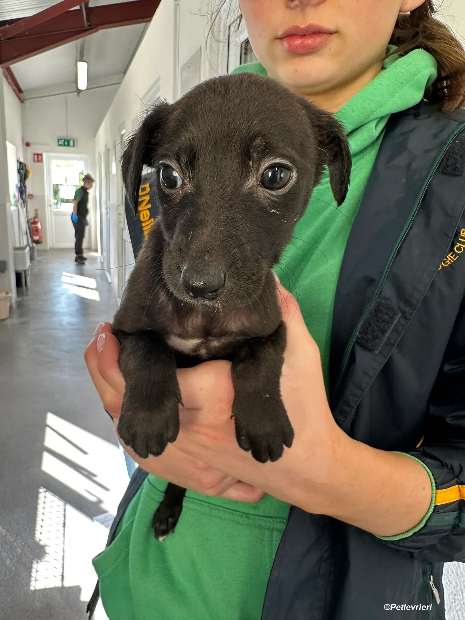 Molly2 adozione levrieri greyhound 3 Copia