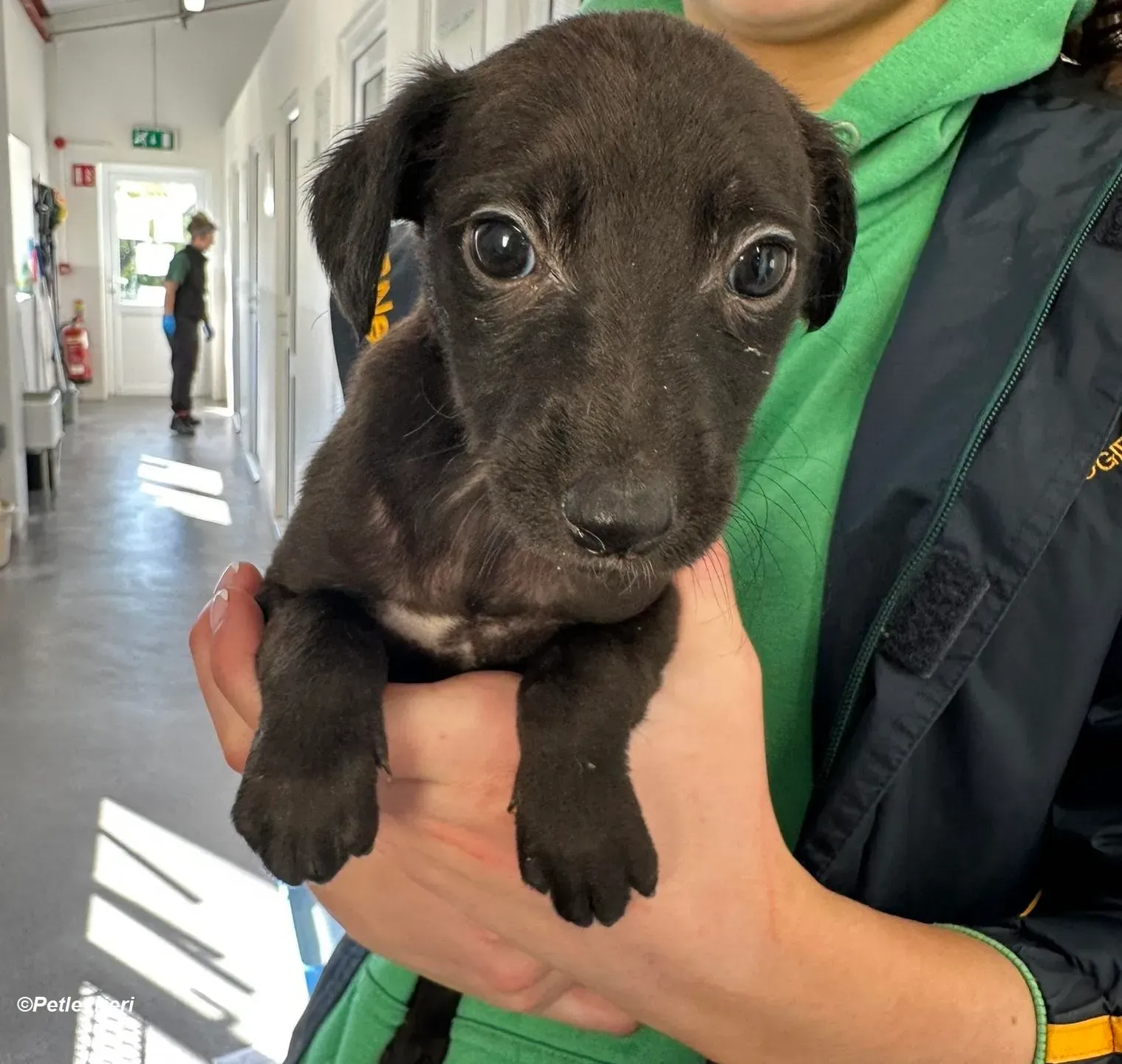 Molly2 adozione levrieri greyhound 4 Copia