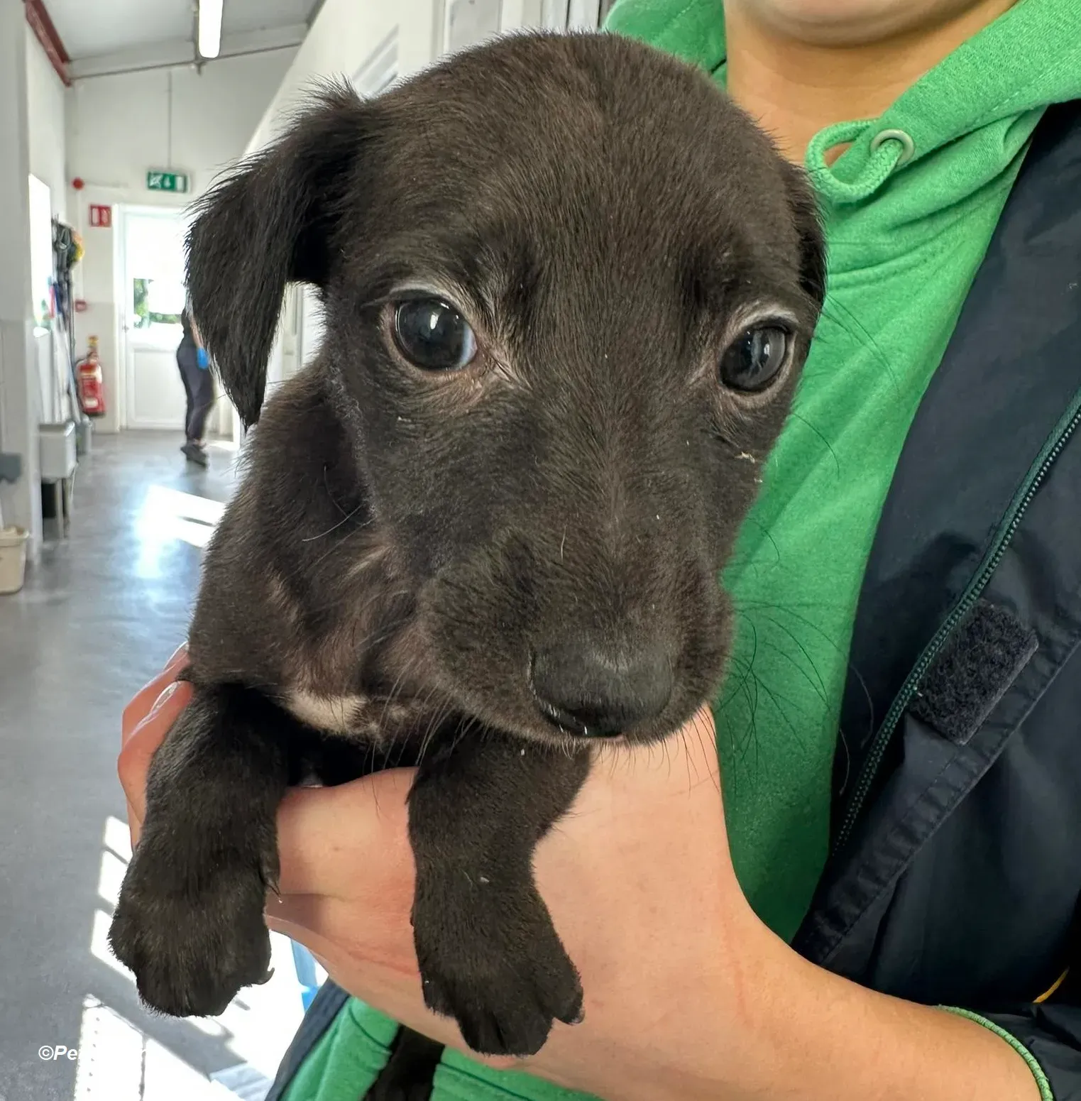 Molly2 adozione levrieri greyhound 5 Copia