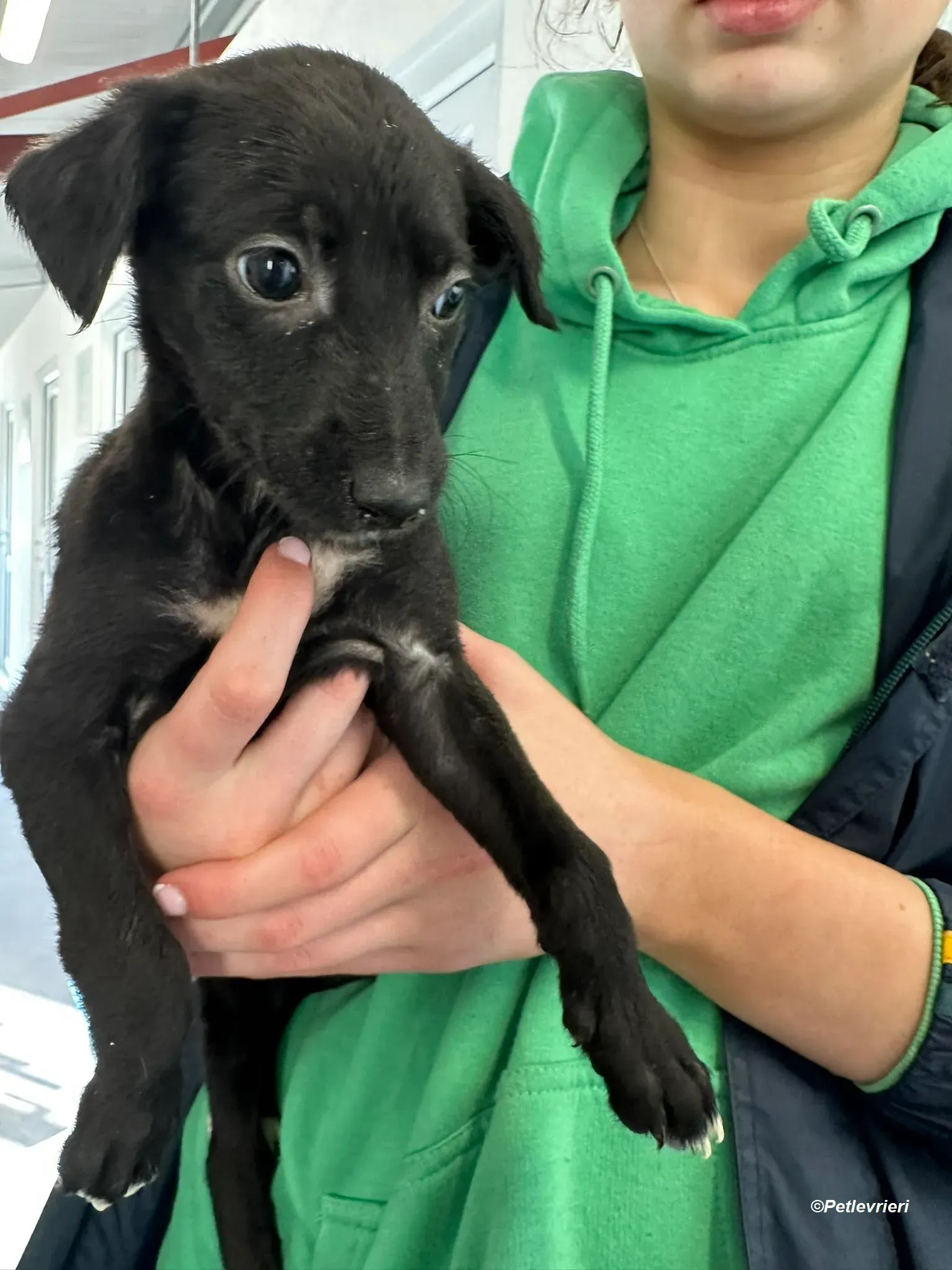 Molly2 adozione levrieri greyhound 6 Copia