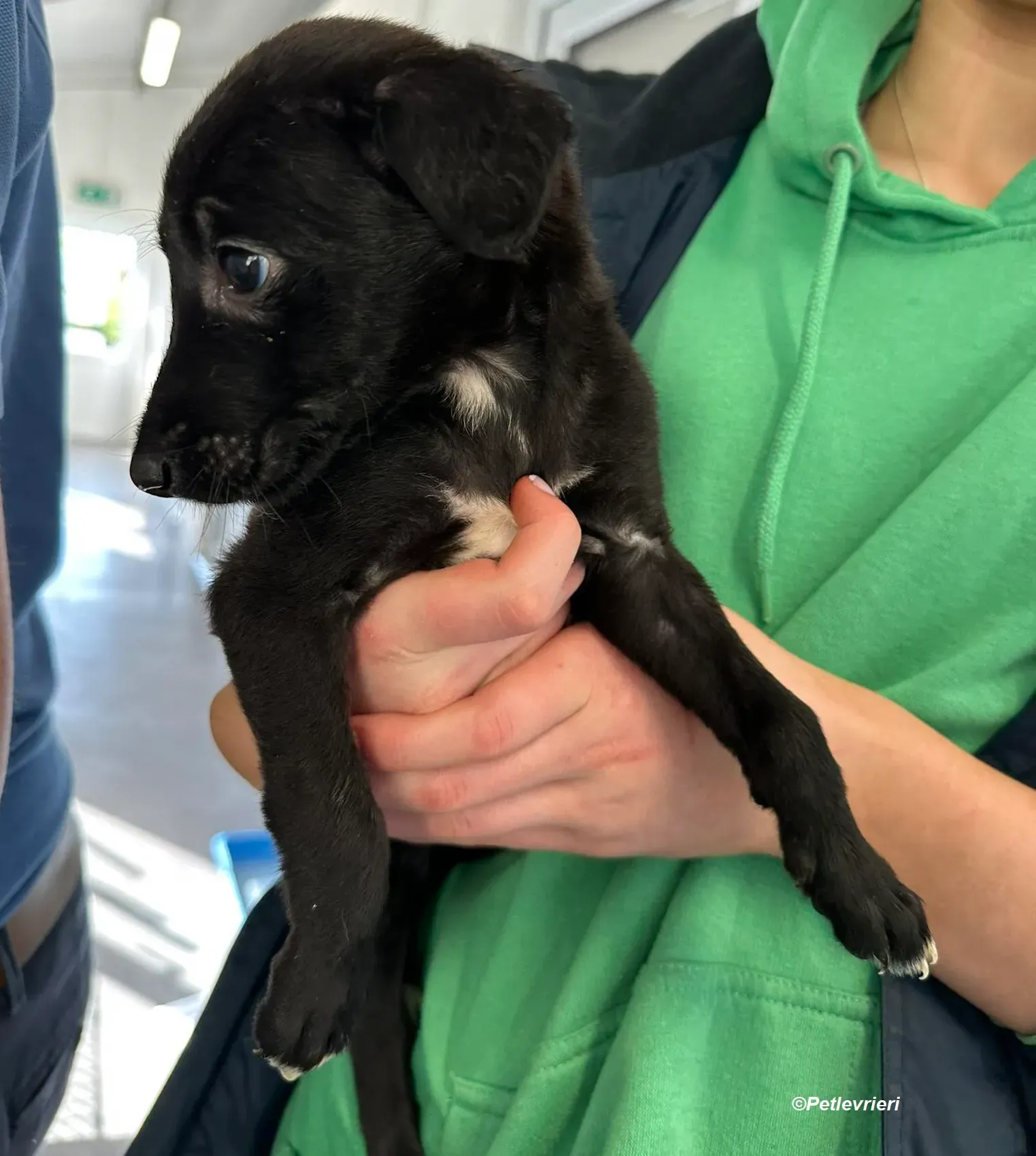 Molly2 adozione levrieri greyhound 7 Copia