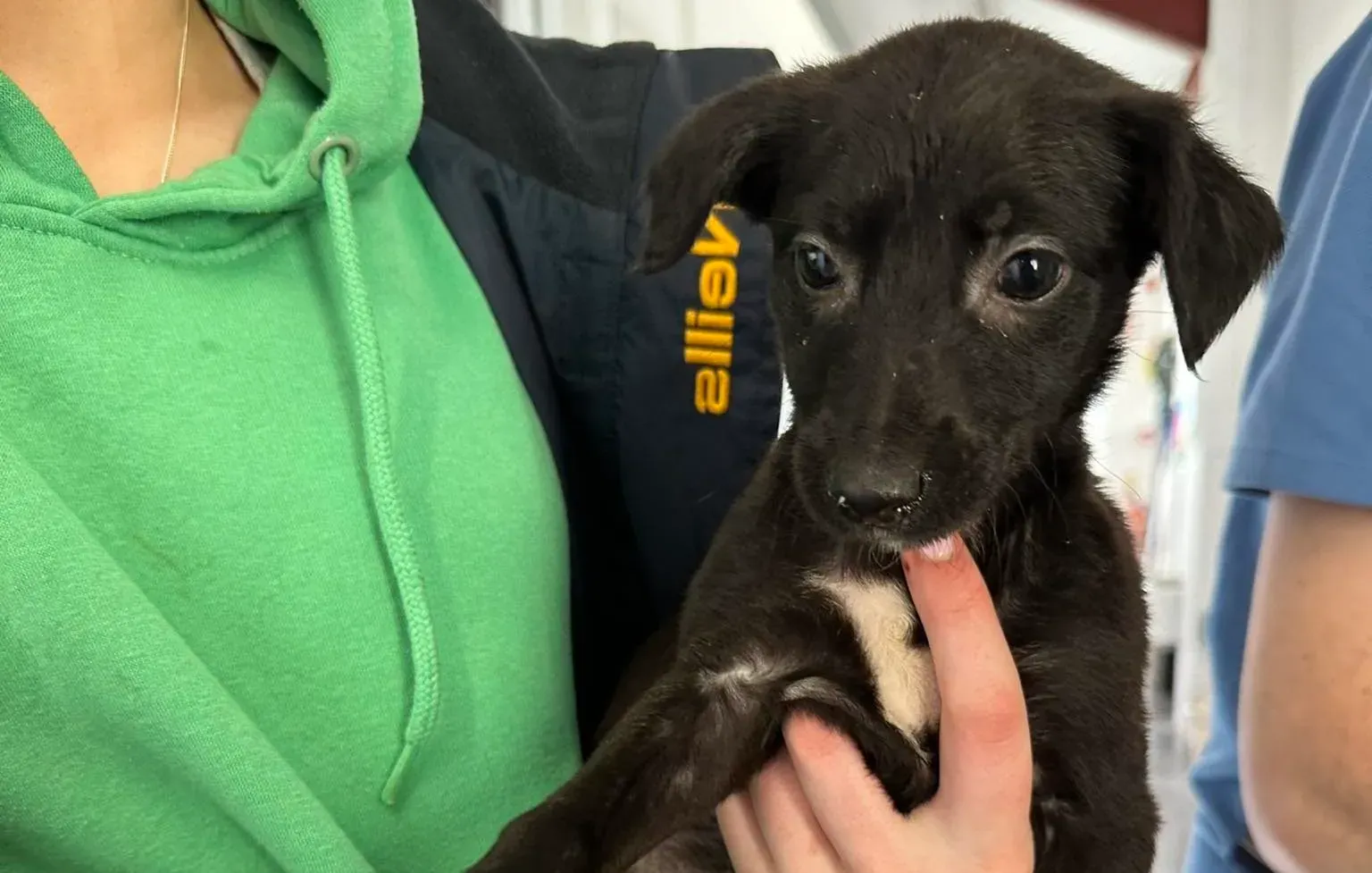 Molly2 adozione levrieri greyhound 8 Copia e1682430135941