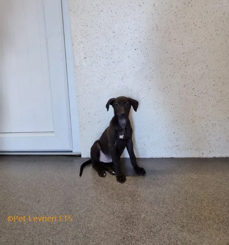 Molly2 adozione levrieri greyhound 9