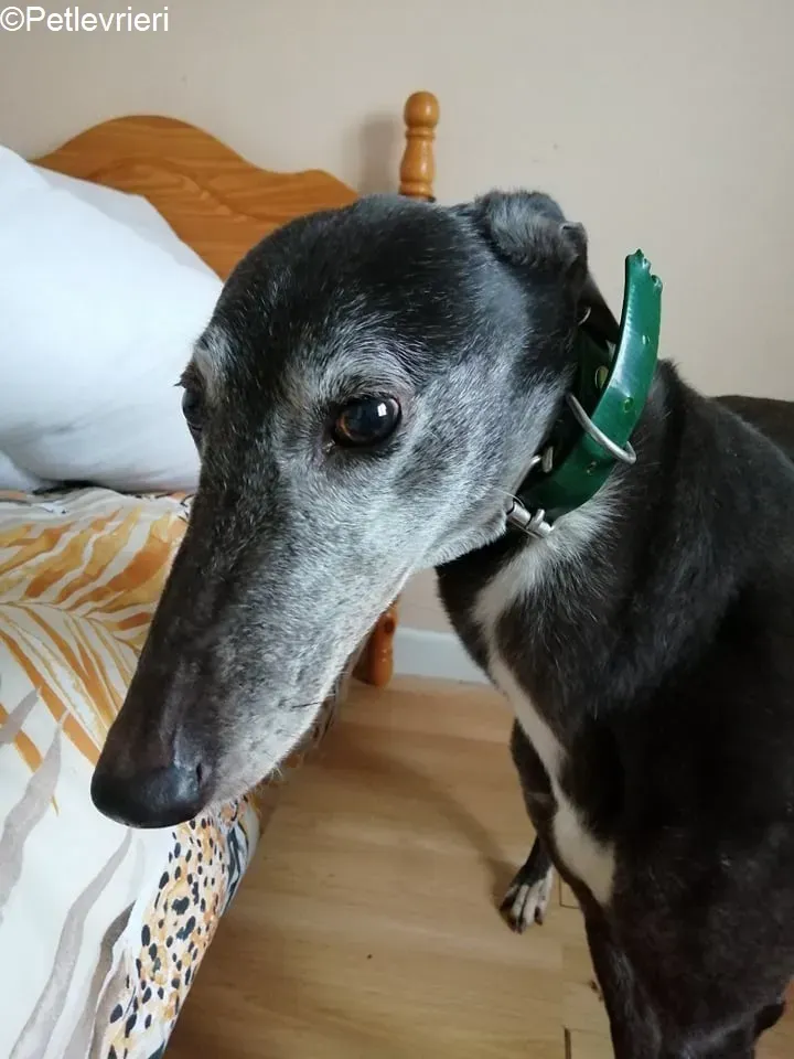 MonaJane adozione levrieri greyhound 1