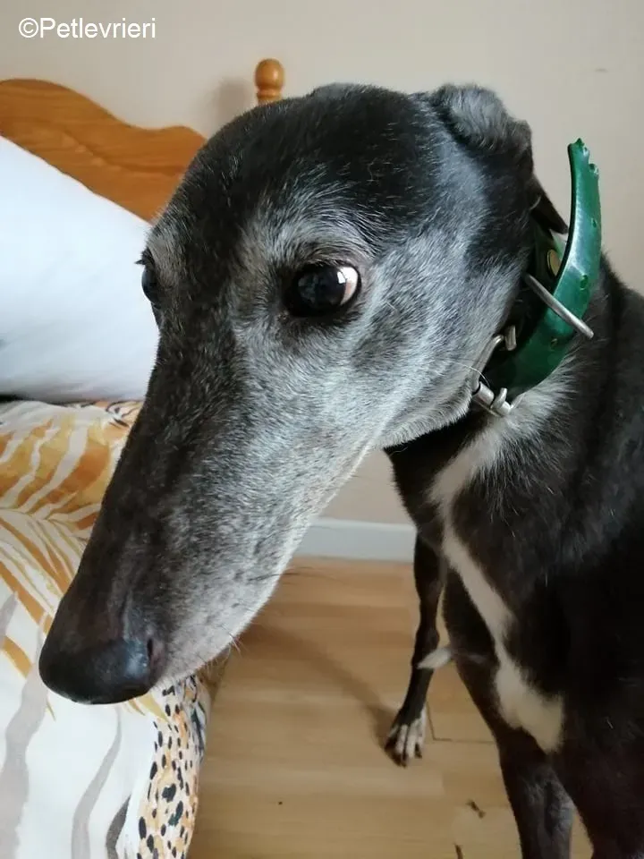 MonaJane adozione levrieri greyhound 2