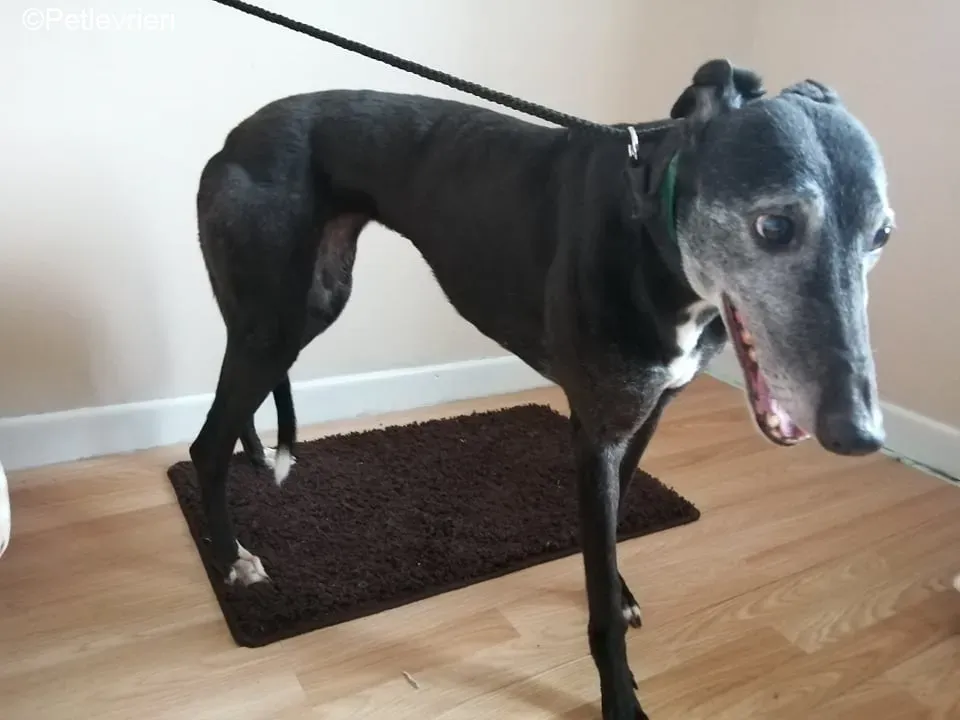 MonaJane adozione levrieri greyhound 4