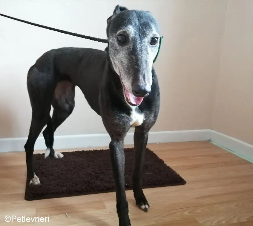 MonaJane adozione levrieri greyhound 5