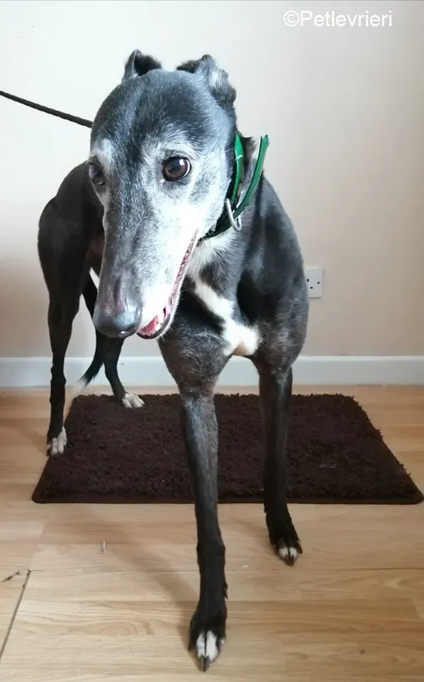 MonaJane adozione levrieri greyhound 6
