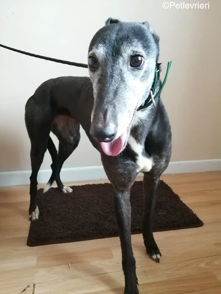 MonaJane adozione levrieri greyhound 7