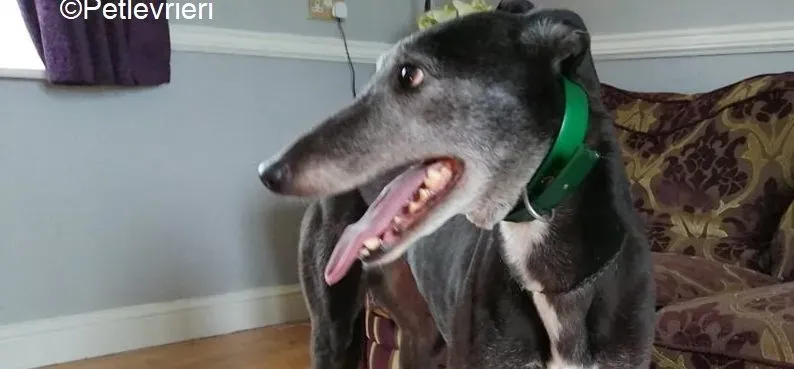 MonaJane adozione levrieri greyhound 8 e1616872547185