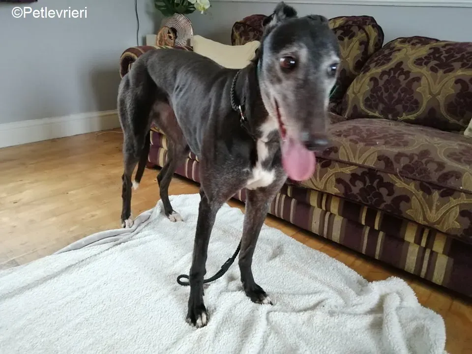 MonaJane adozione levrieri greyhound 9