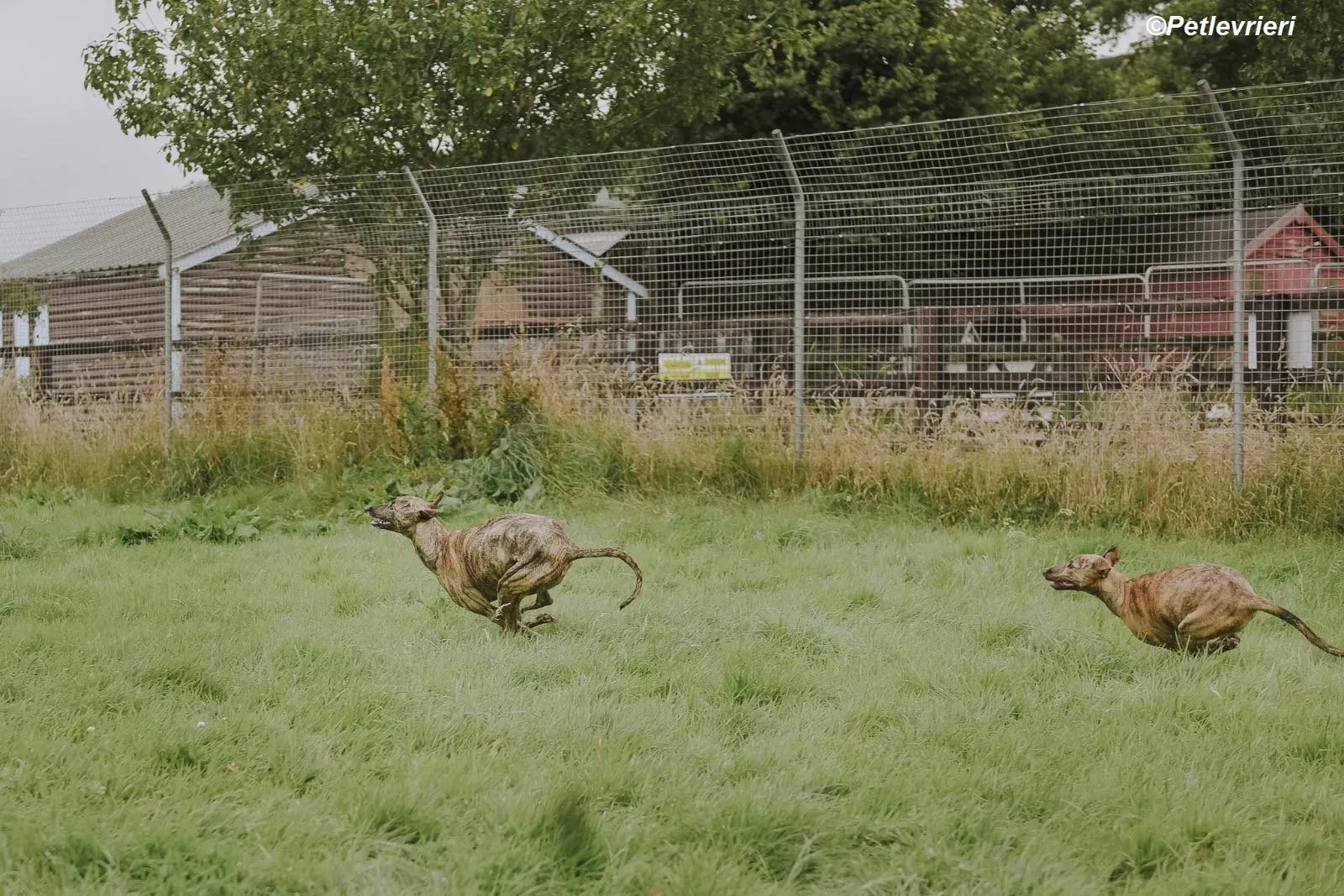 Monica adozione levrieri greyhound 13