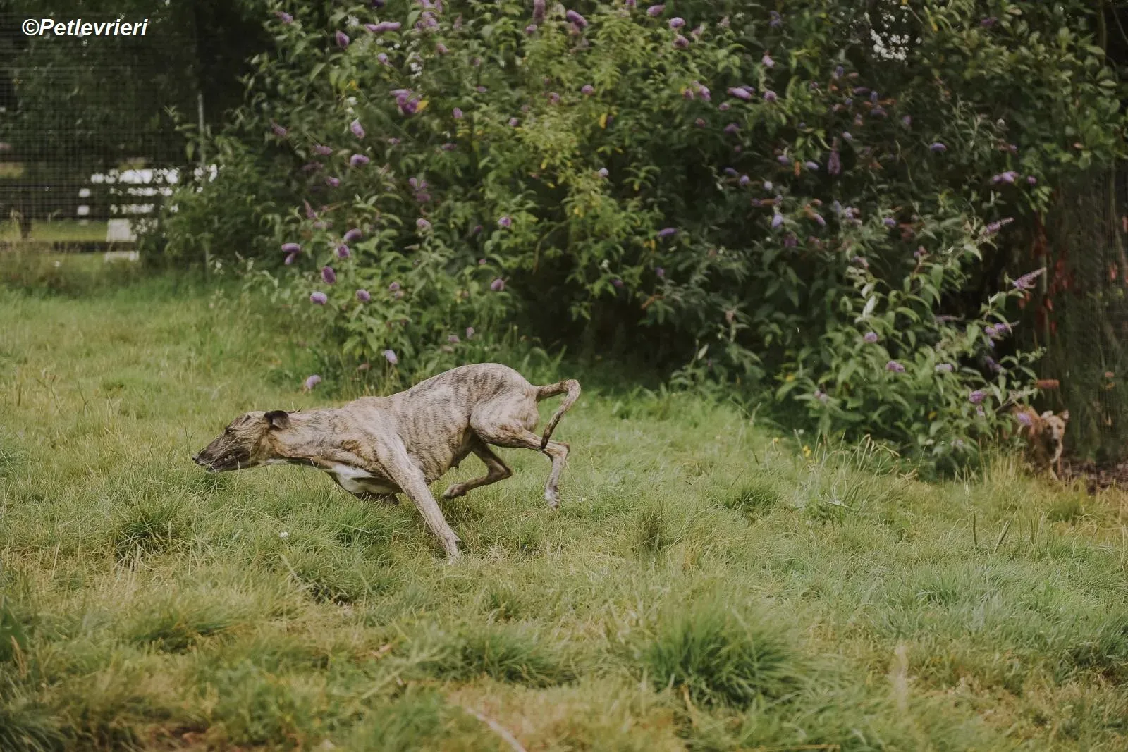 Monica adozione levrieri greyhound 14