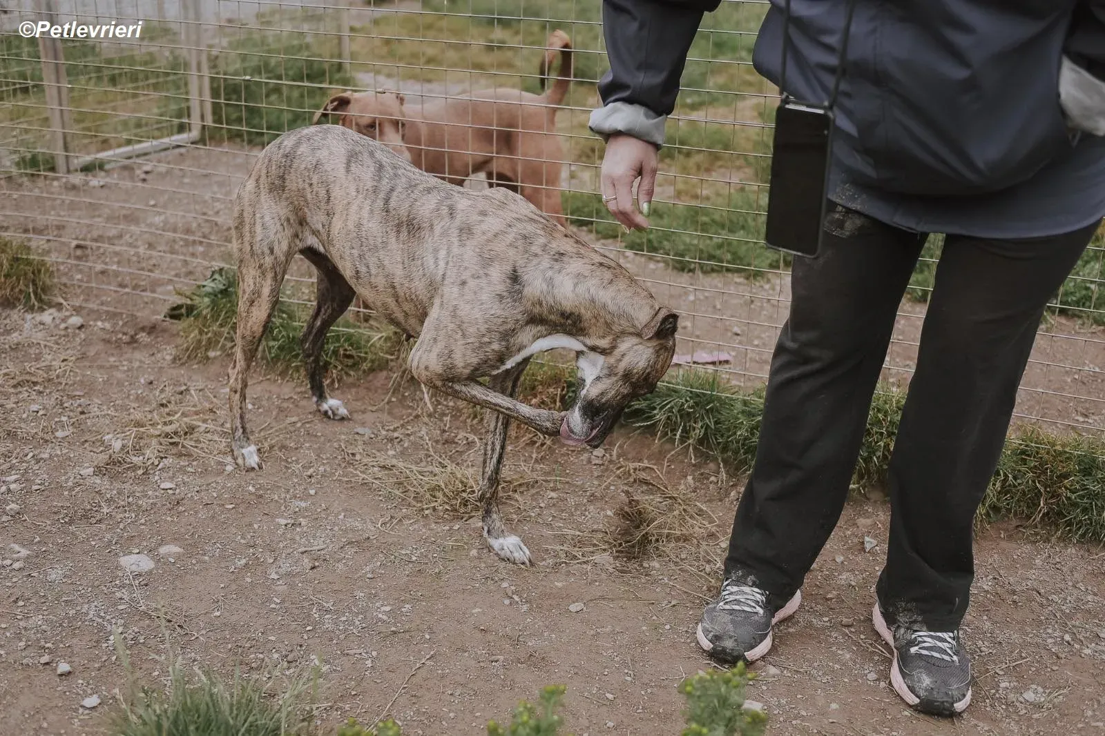 Monica adozione levrieri greyhound 15