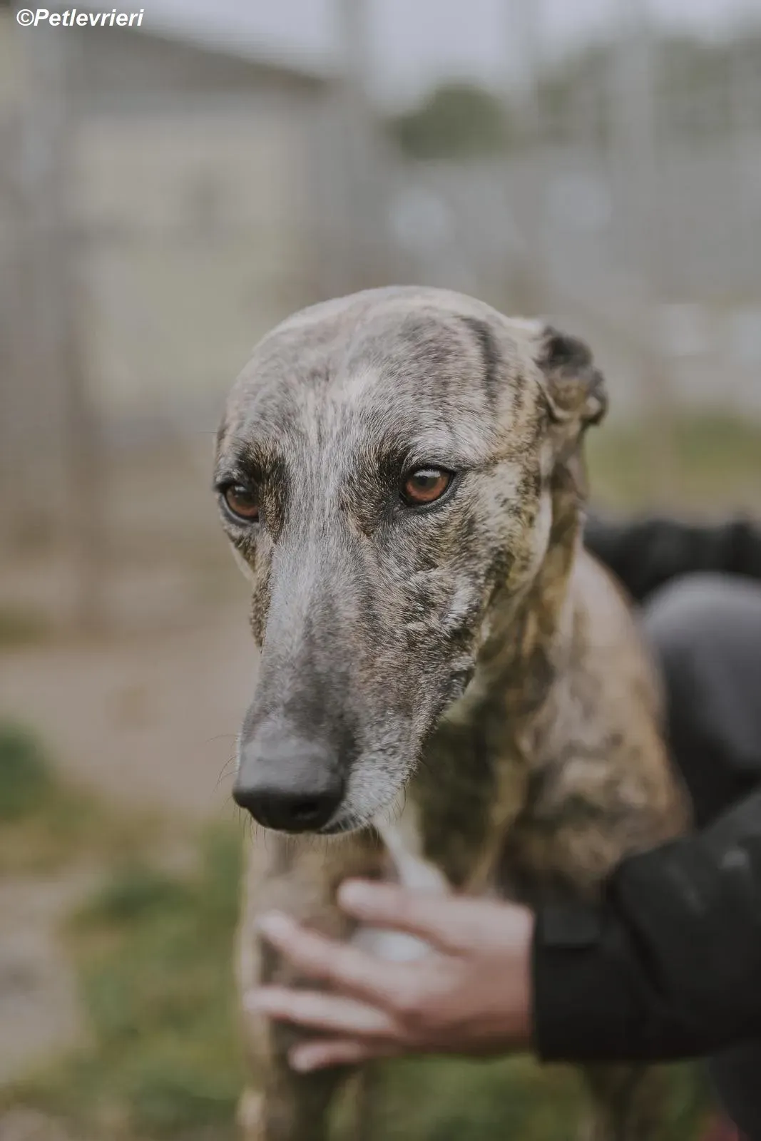 Monica adozione levrieri greyhound 16