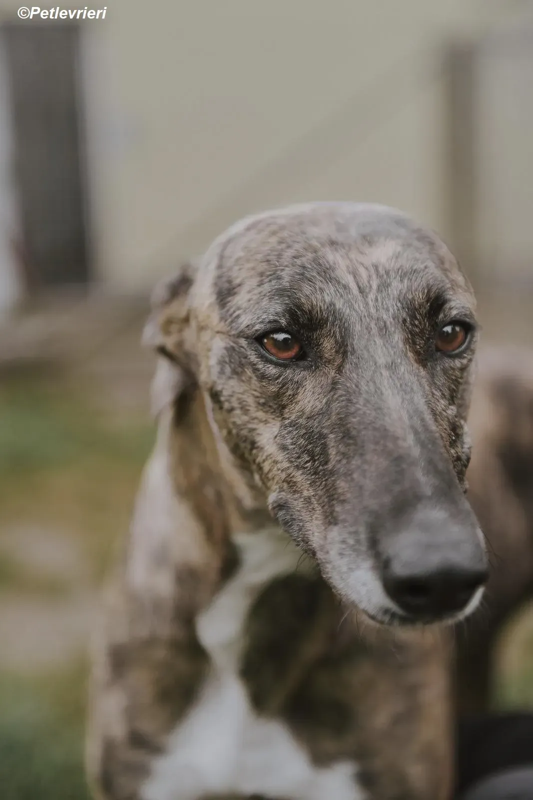 Monica adozione levrieri greyhound 17