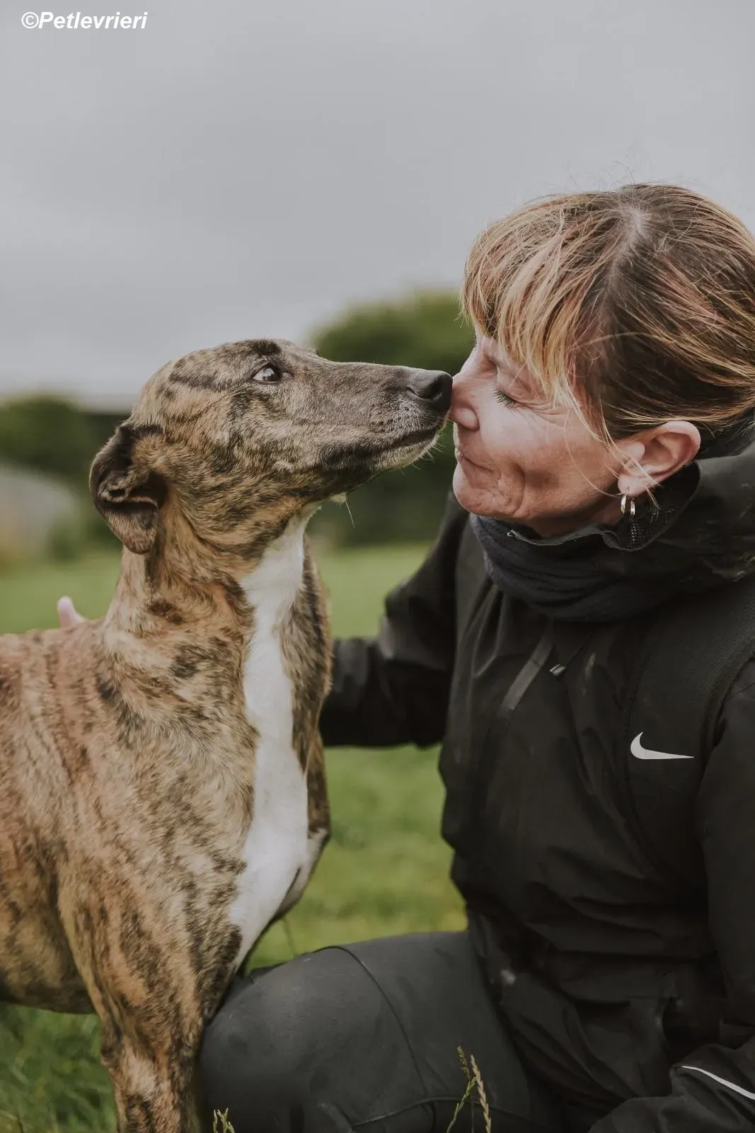 Monica adozione levrieri greyhound 19