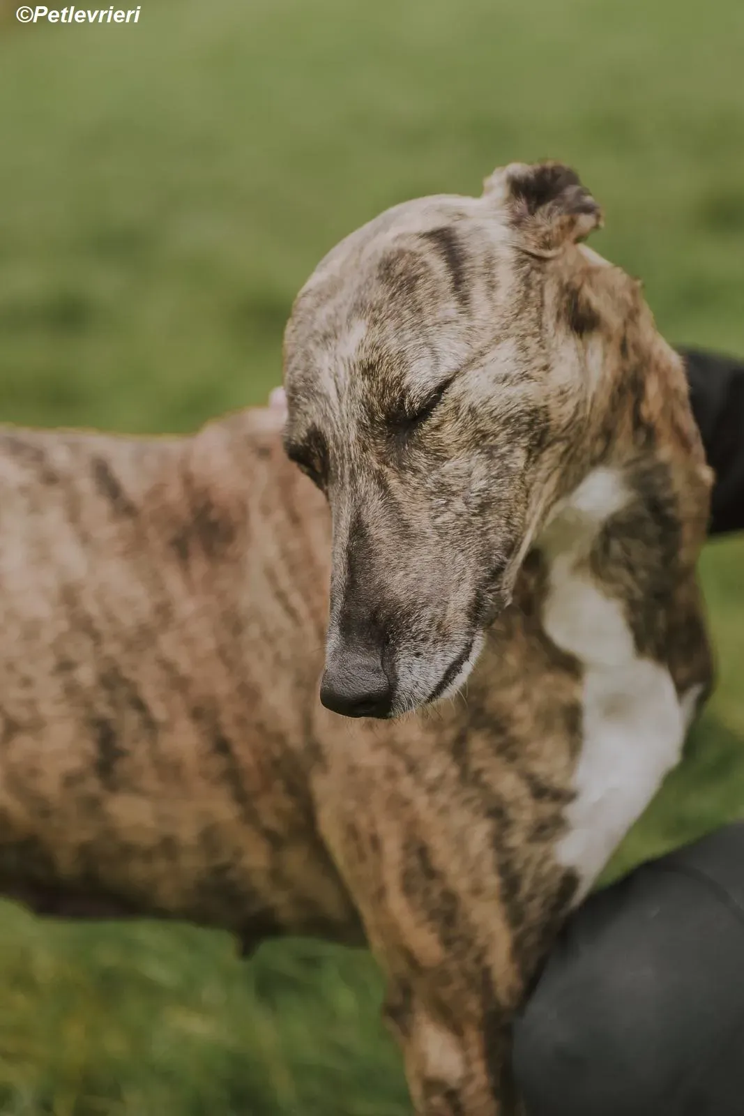 Monica adozione levrieri greyhound 20