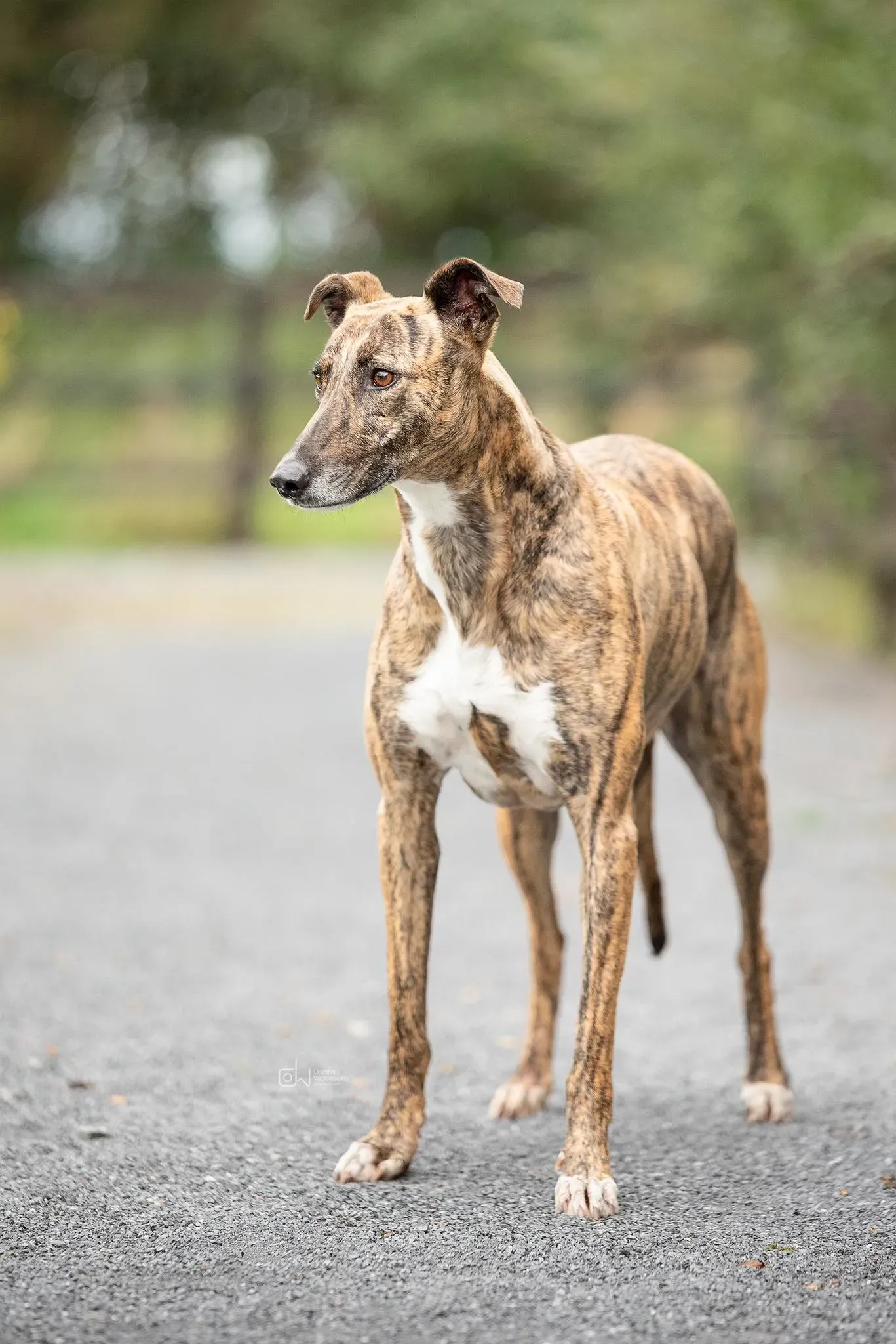 Monica adozione levrieri greyhound 21