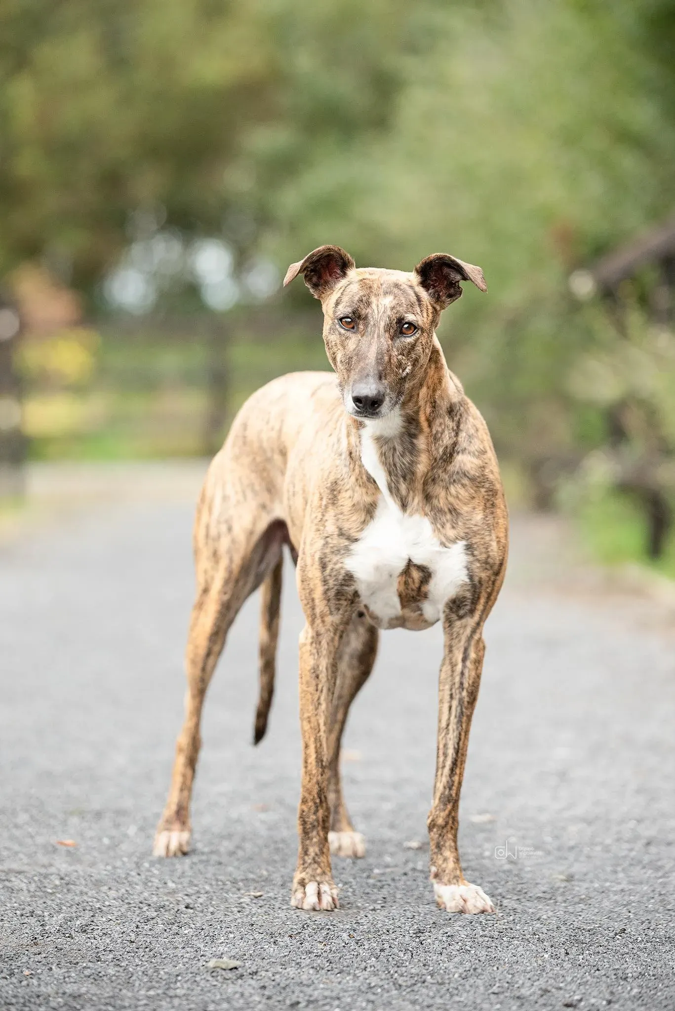 Monica adozione levrieri greyhound 22
