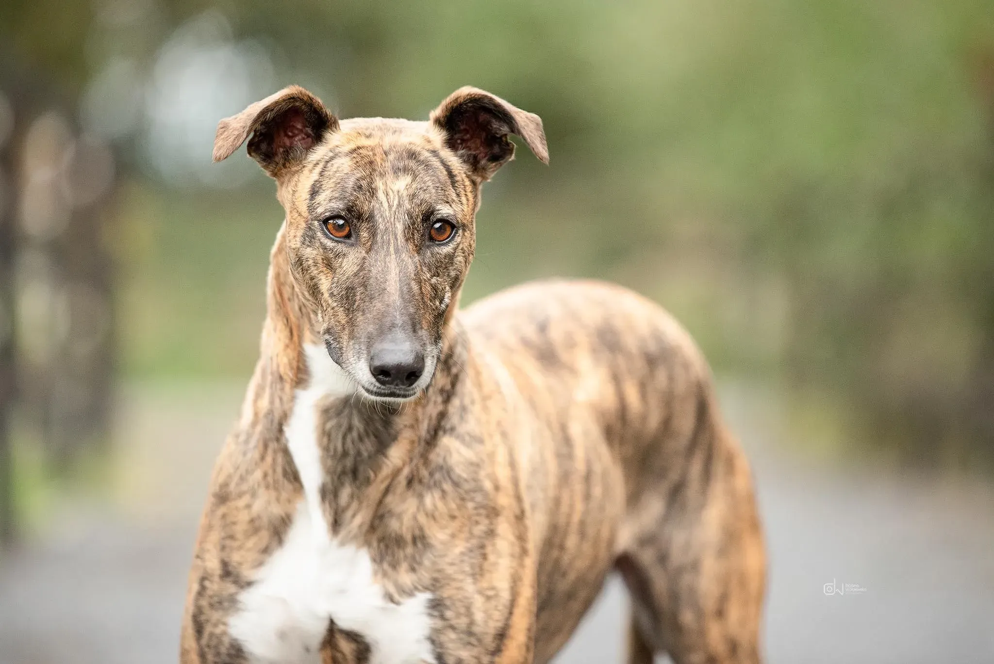 Monica adozione levrieri greyhound 23