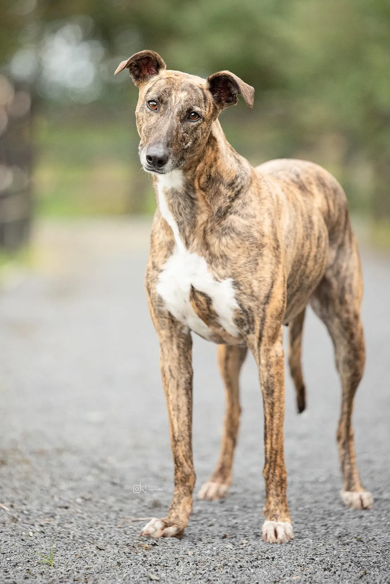 Monica adozione levrieri greyhound 24