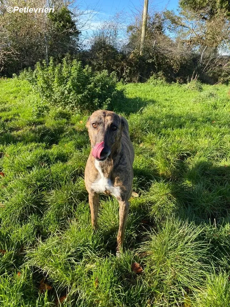 Monica adozione levrieri greyhound 25