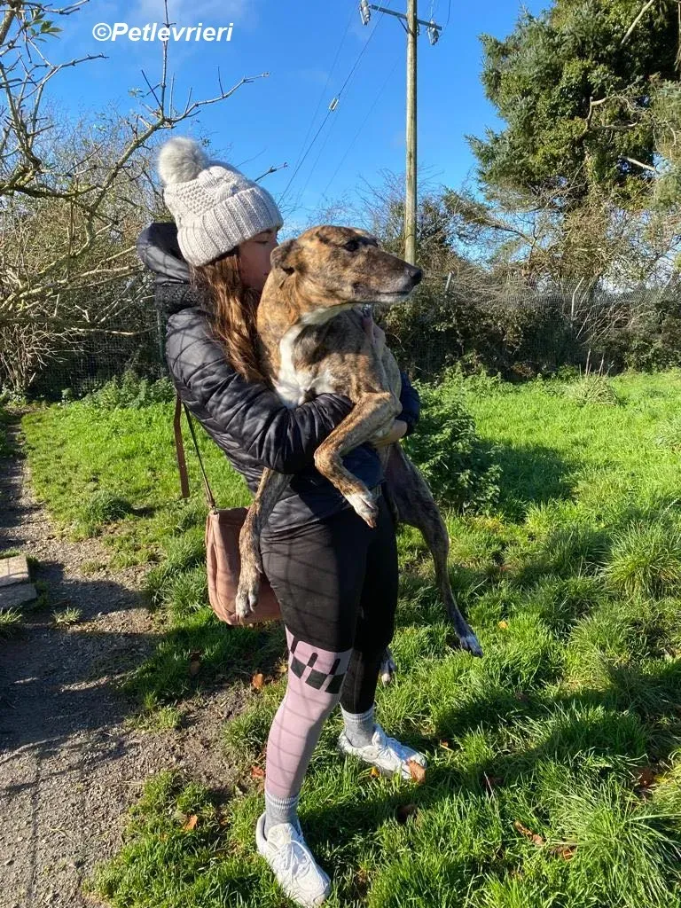 Monica adozione levrieri greyhound 26