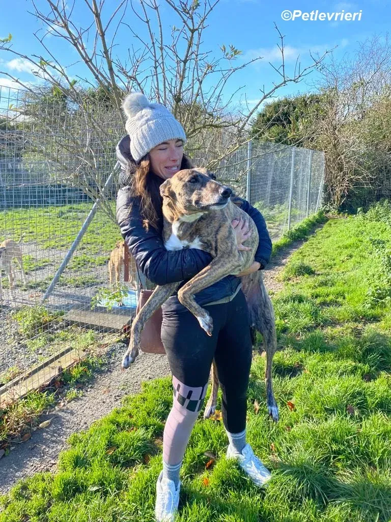 Monica adozione levrieri greyhound 27