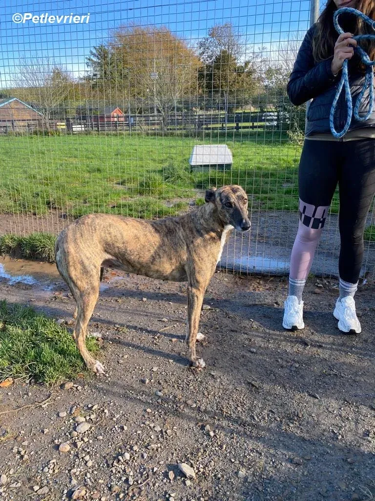 Monica adozione levrieri greyhound 28