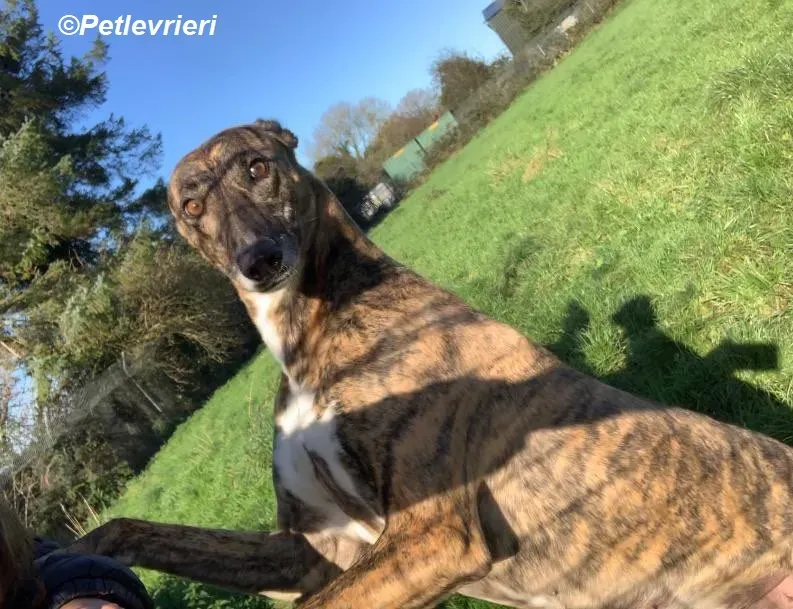 Monica adozione levrieri greyhound 29