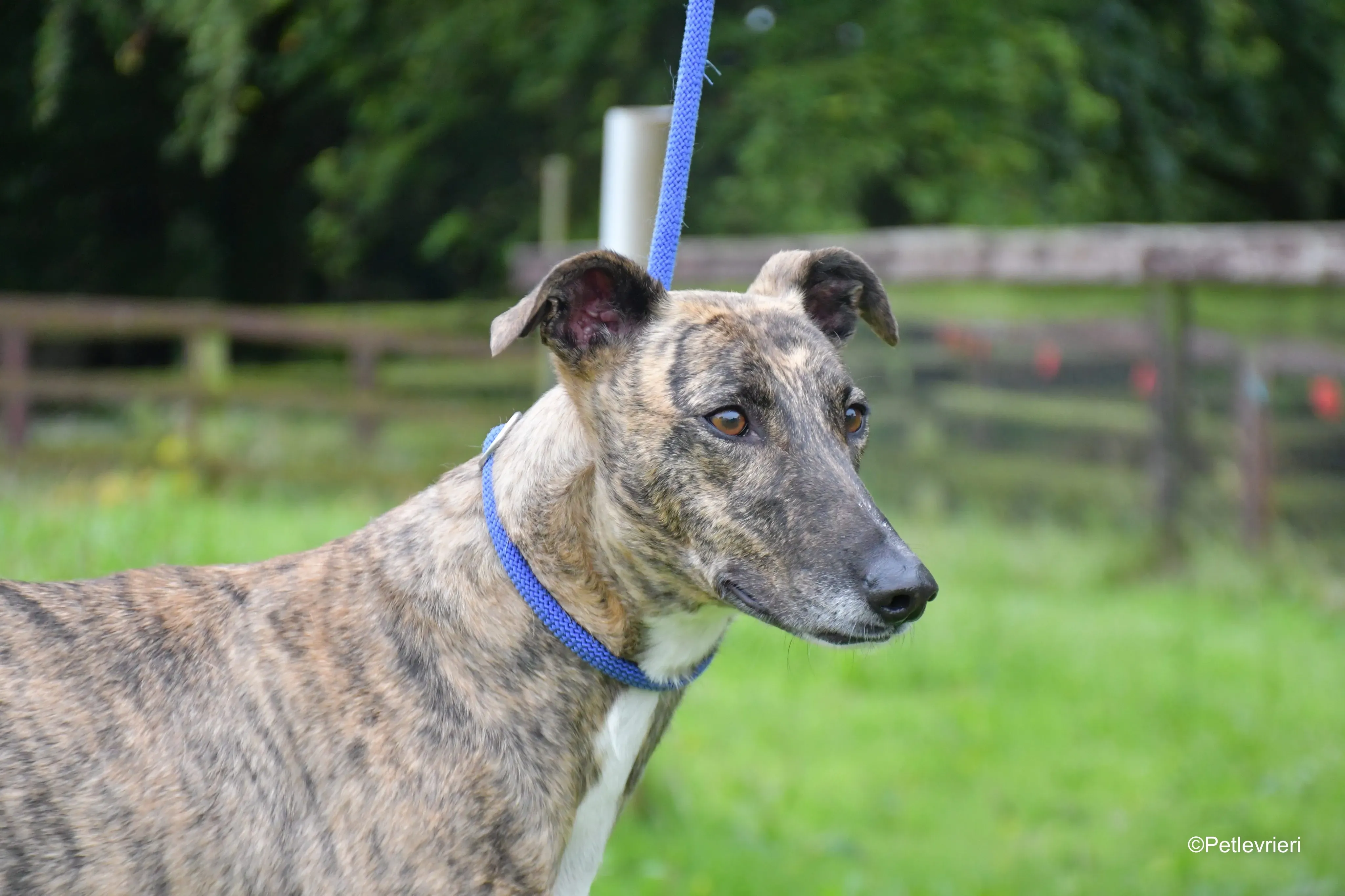 Monica adozione levrieri greyhound 3