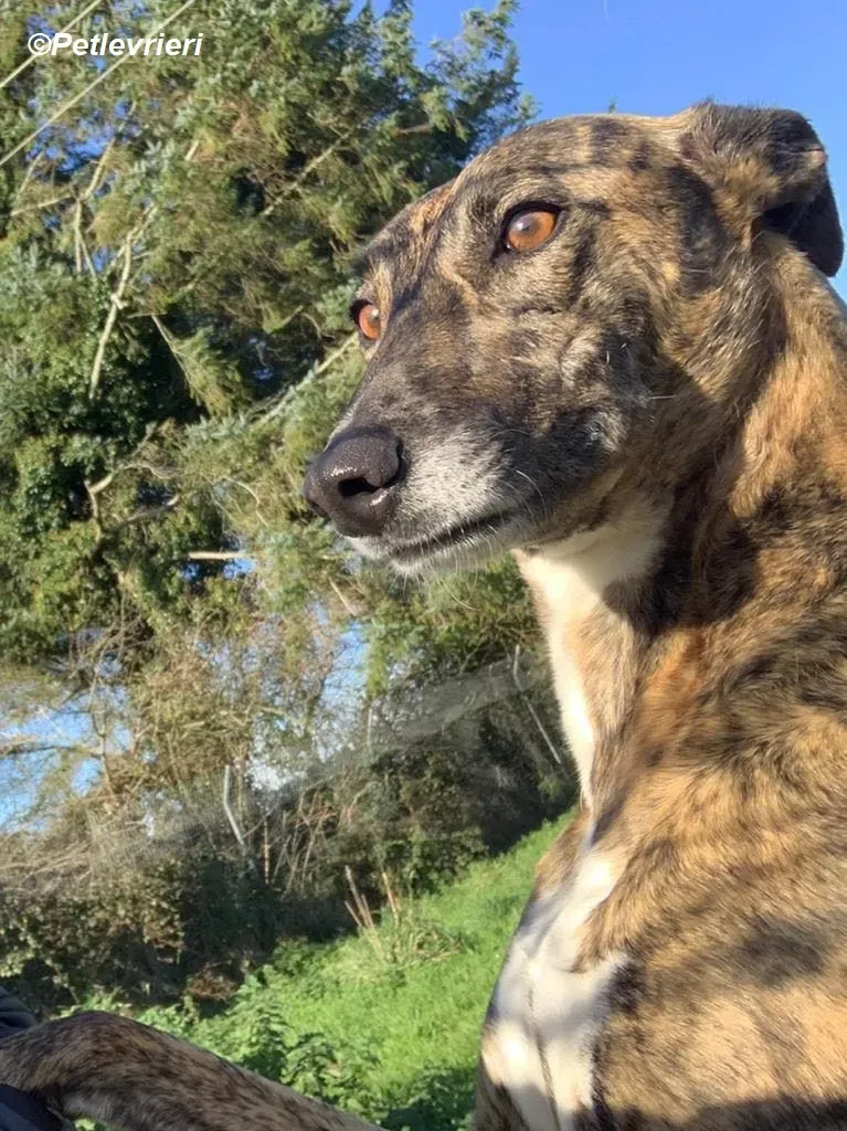 Monica adozione levrieri greyhound 30
