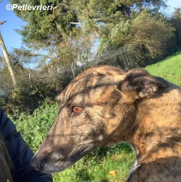 Monica adozione levrieri greyhound 31