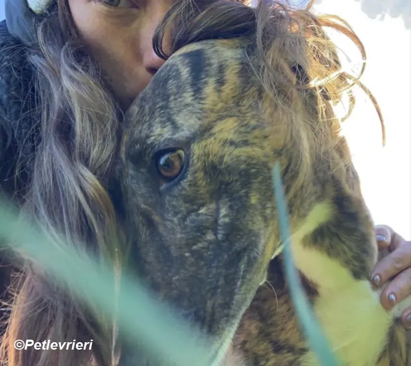 Monica adozione levrieri greyhound 32