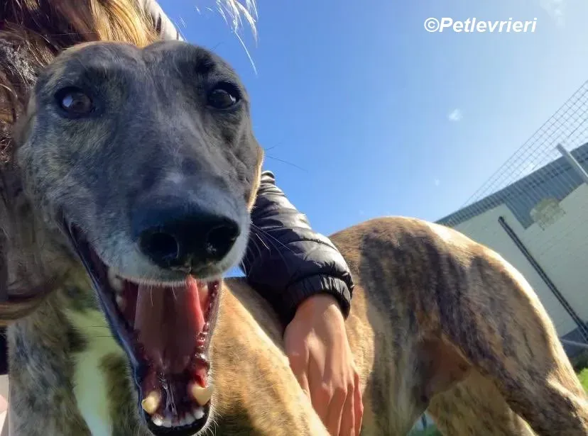 Monica adozione levrieri greyhound 33